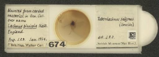 Tuberolachnus salignus Gmelin, J.F., 1790 - 010121651_112985_1096532