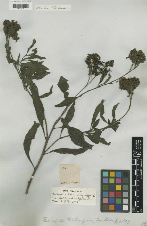 Tournefortia trichocalycina DC. - BM001209065