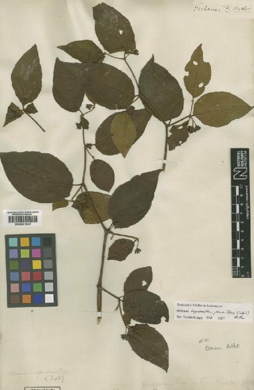 Lycianthes pauciflora (Vahl) Bitter - BM000815957