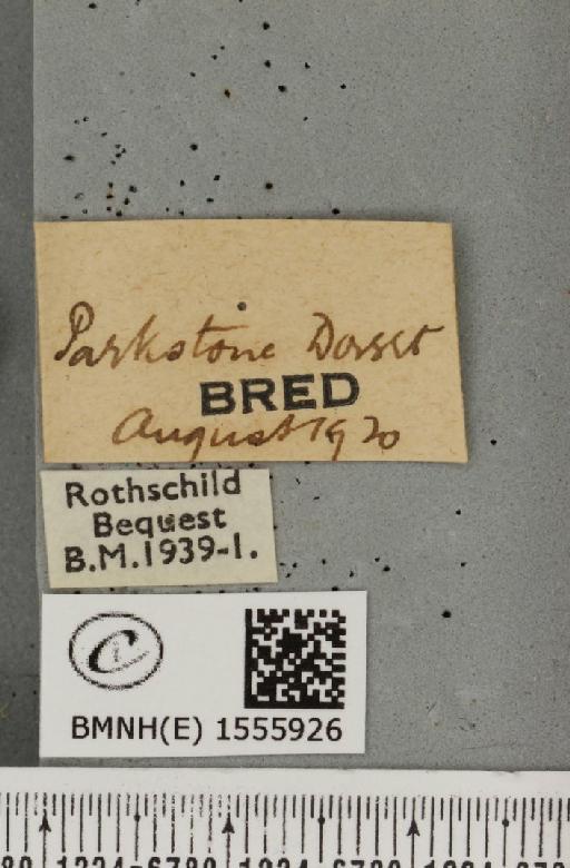 Dicallomera fascelina (Linnaeus, 1758) - BMNHE_1555926_label_255691