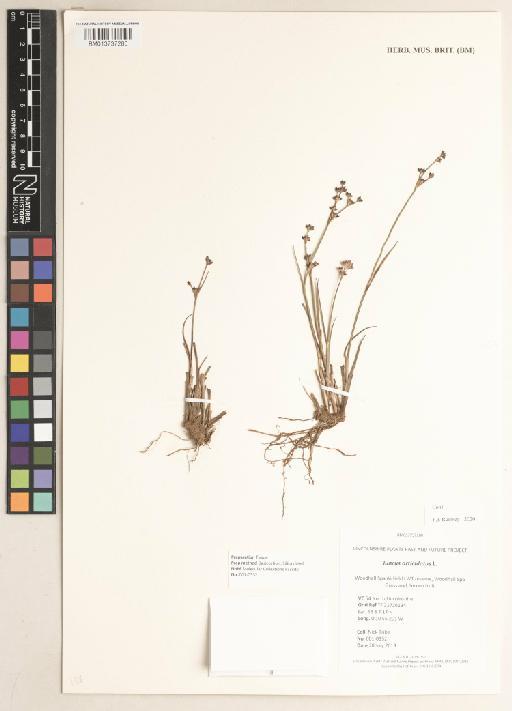 Juncus articulatus L. - 013737280