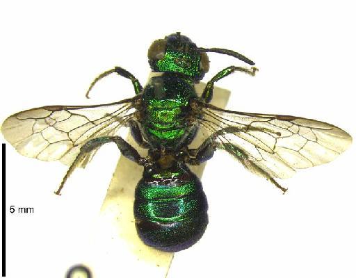 Ceratina viridula Smith, F., 1879 - 969507 Ceratina viridula type habitus dorsal