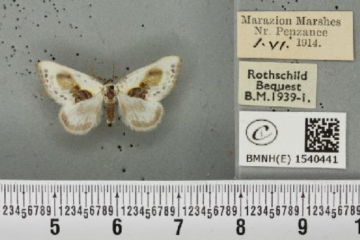 Cilix glaucata (Scopoli, 1763) - BMNHE_1540441_234387