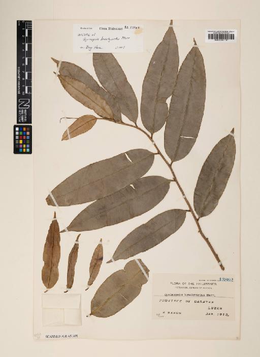 Aquilaria brachyantha (Merr.) Hallier f. - 000951197