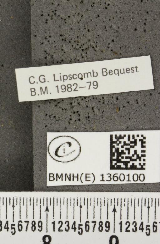 Lysandra bellargus ab. ceronus-lunulata Tutt, 1909 - BMNHE_1360100_label_181594