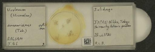 Uroleucon (Uromelan) amamianus Takahashi, 1930 - 010107878_112823_1096658