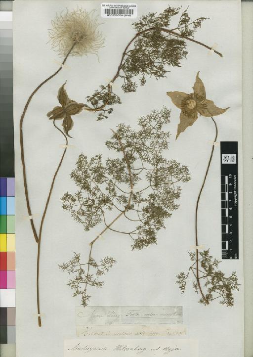 Clematopsis anethifolia (Hook.) Bojer ex Hutch. - BM000559538
