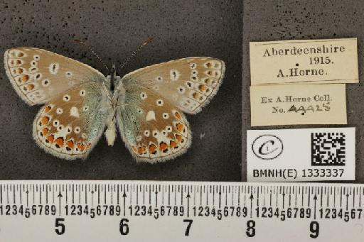 Polyommatus icarus icarus (Rottemburg, 1775) - BMNHE_1333337_141124