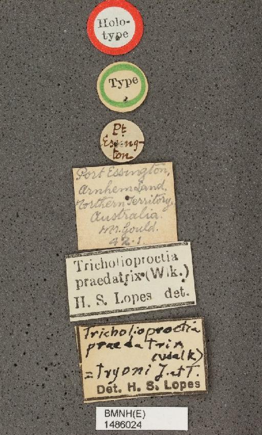 Sarcophaga (Sarcorohdendorfia) praedatrix Walker, 1849 - Sarcophaga praedatrix BMNHE1486024 holotype female labels 1