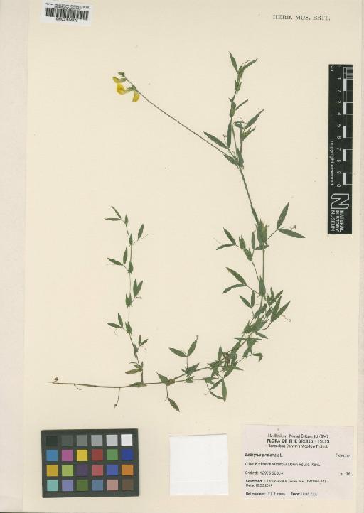 Lathyrus pratensis L. - BM000954775