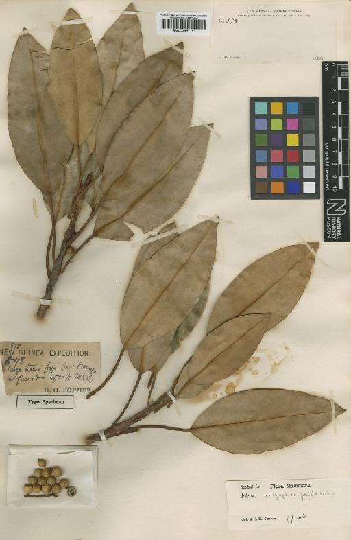 Ficus rhizophoraephylla King - BM000951781