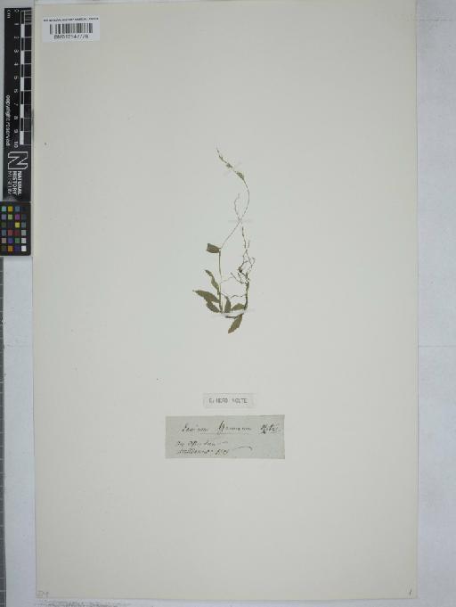 Oplismenus burmanni (Retz.) P.Beauv. - 012547776