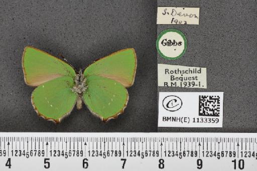 Callophrys rubi ab. incompleta Tutt, 1907 - BMNHE_1133359_97440