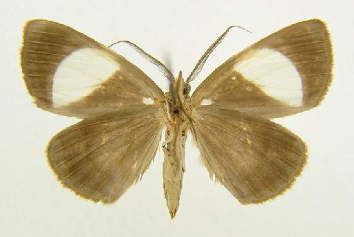 Simena Walker, 1856 - Simena sp. 1054343 underside