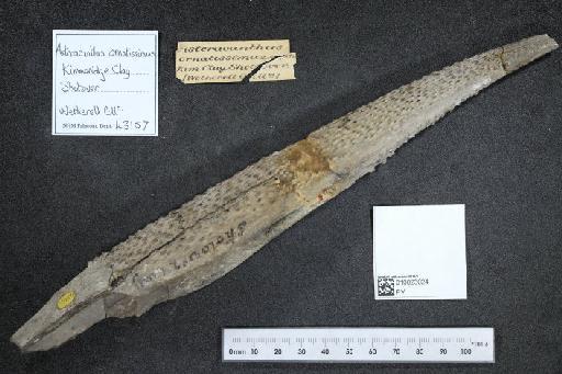 Asteracanthus ornatissimus Agassiz, 1837 - 010023024_L010040507