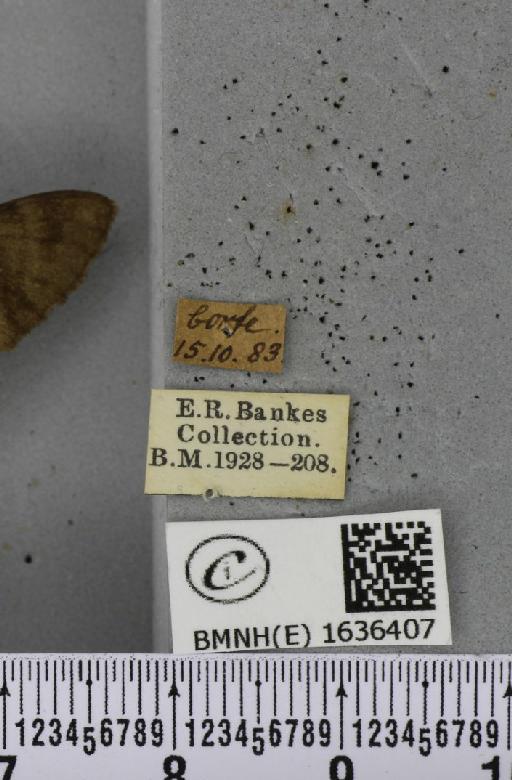 Macroglossum stellatarum (Linnaeus, 1758) - BMNHE_1636407_label_206123