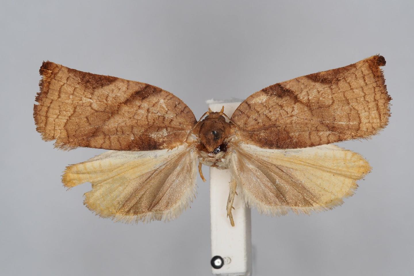 Archips ingentana thumbnail
