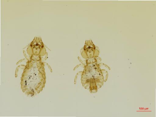 Strigiphilus nemoralis Clay, 1974 - 010693579__2017_08_11-Scene-1-ScanRegion0