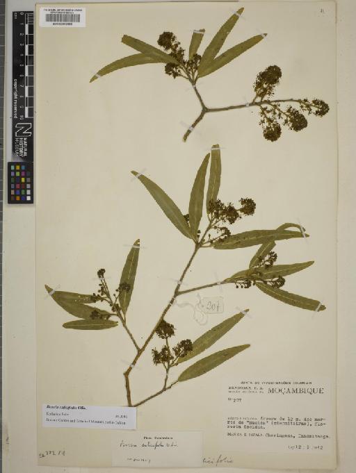 Boscia salicifolia Oliv. - BM000802499