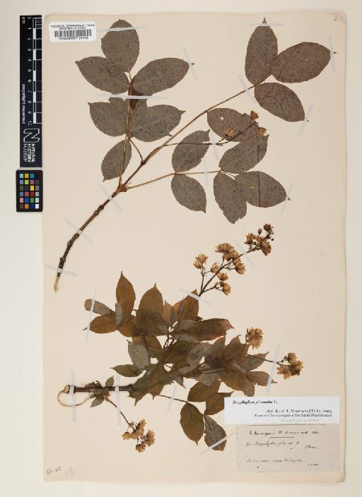 Staphylea pinnata L. - 000520597