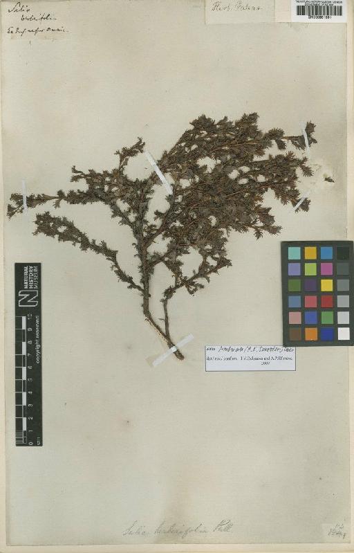 Salix berberifolia Pall. - BM000951991