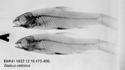 Barbus radiatus Peters, 1853 - BMNH 1932.12.16.478-480, Barbus radiatus Radiograph