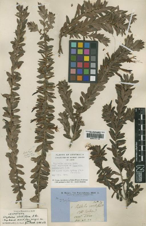 Styphelia viridis Andr - BM000797753