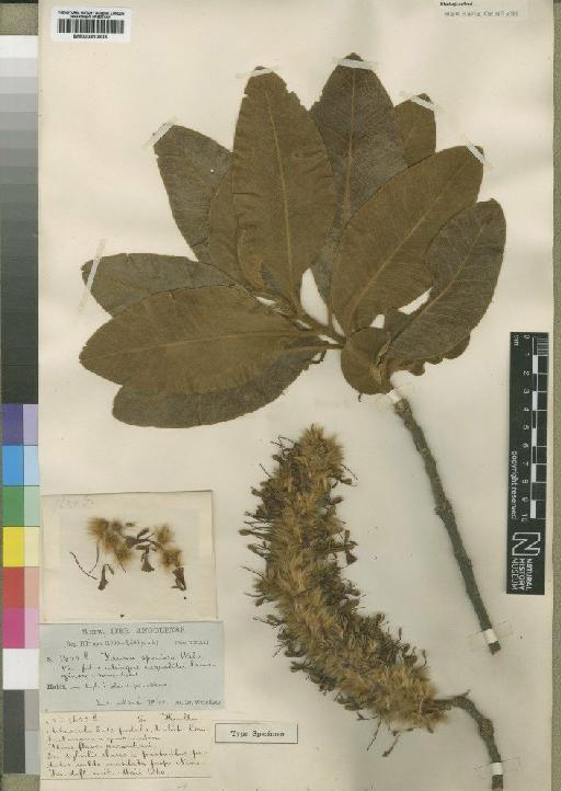 Faurea speciosa Welw. - BM000910803