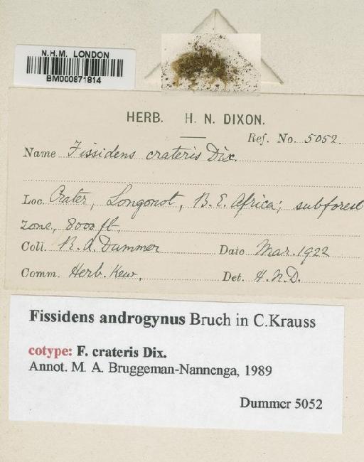 Fissidens androgynus Bruch ex C.Krauss - BM000871814