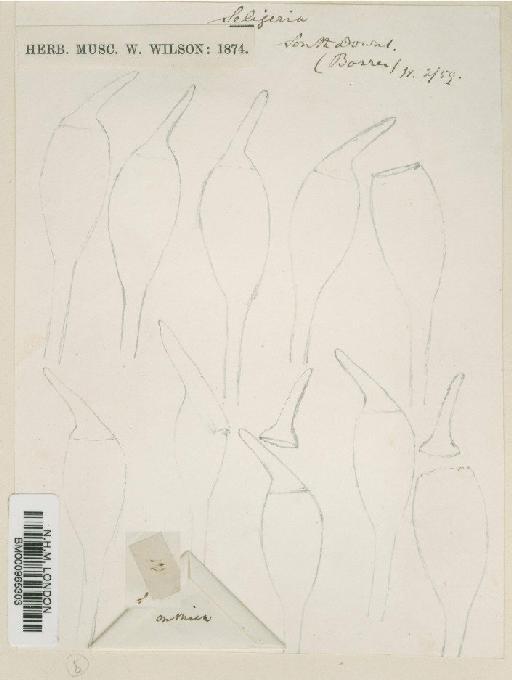 Seligeria paucifolia (Dicks.) Carruth. - BM000965303