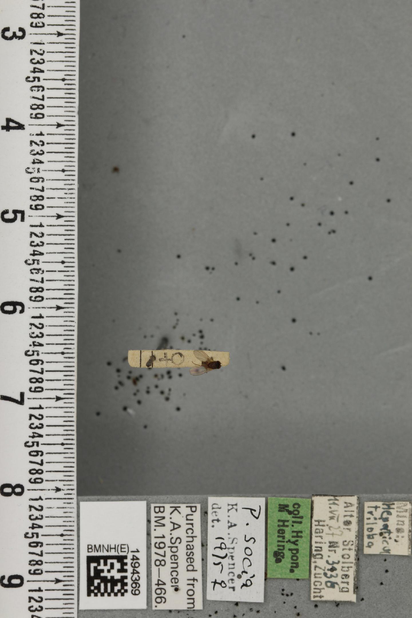 Phytomyza socia