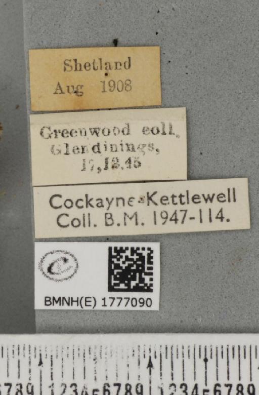 Dysstroma citrata pythonissata ab. ferruginea Prout, 1908 - BMNHE_1777090_label_351847