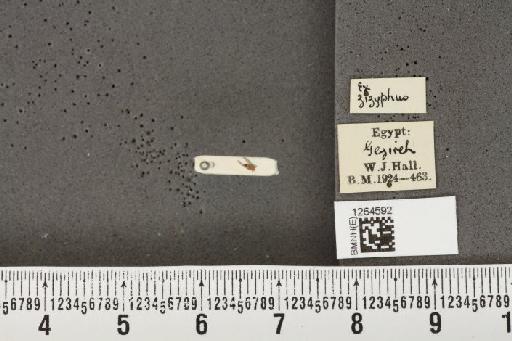 Diaphorina aegyptiaca Puton, 1892 - BMNHE_1264592_8947