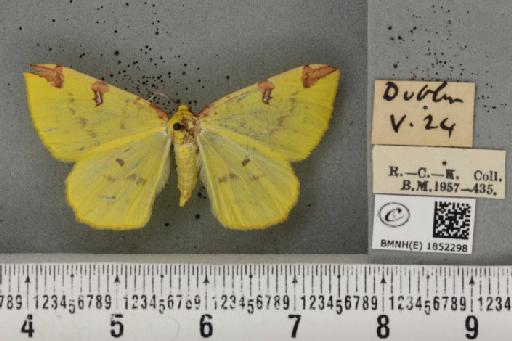 Opisthograptis luteolata (Linnaeus, 1758) - BMNHE_1852298_427685