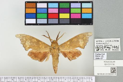 Smerinthulus perversa - 010928615_Smerinthulus_perversa_perversa_dorsal_and_labels