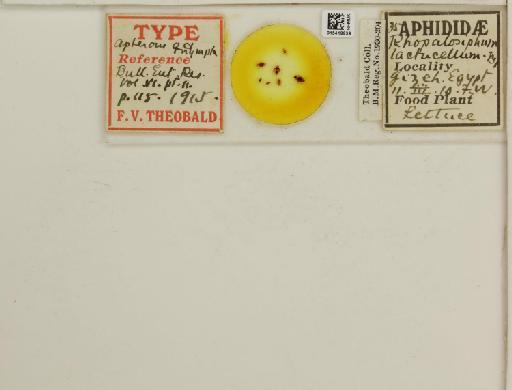 Rhopalosiphum lactucellum Theobald, 1914 - 015419939_113015_741758_157681_Type