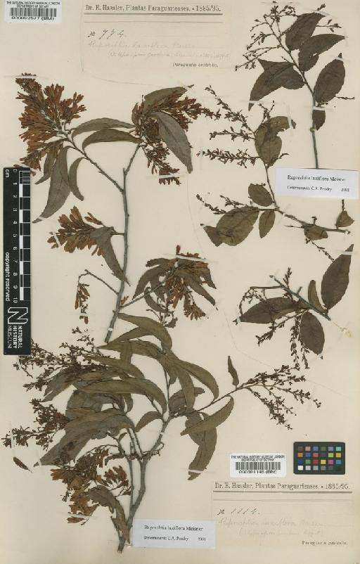 Ruprechtia laxiflora Meisn - BM000591145