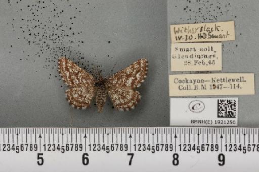 Ematurga atomaria ab. pseudoclathrata Heydemann, 1930 - BMNHE_1921250_486694