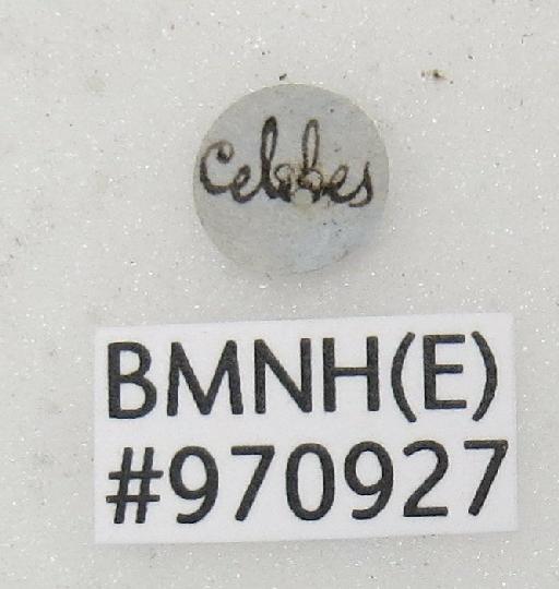 Chrysis purpurea Smith, F., 1858 - Chrysis_purpurea-BMNH(E)#970927_type-labels