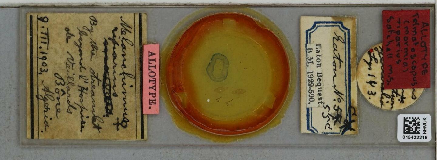 Mormia riparia