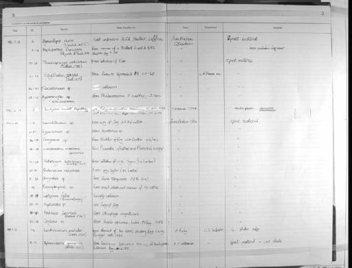 Brachyenteron campbelli Bray & Gibson, 1986 - Zoology Accessions Register: Platyhelminth: 1981 - 1987: page 3