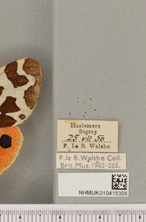 Arctia caja (Linnaeus, 1758) - NHMUK_010415305_label_519464