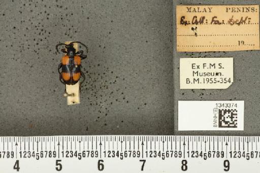 Lilioceris (Lilioceris) quadripustulata (Fabricius, 1787) - BMNHE_1343374_13663