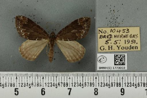 Dysstroma truncata truncata (Hufnagel, 1767) - BMNHE_1770003_350772