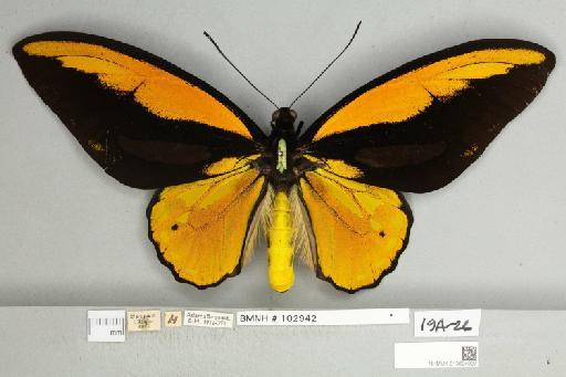 Ornithoptera croesus croesus Wallace, 1859 - 013604997__