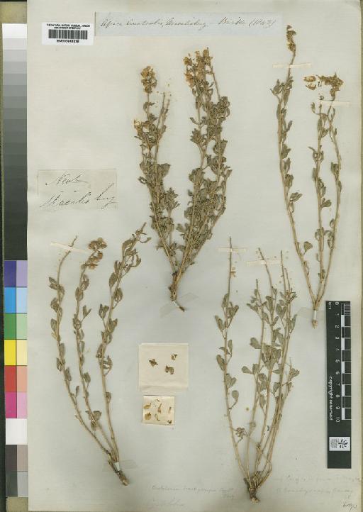 Crotalaria brachycarpa (Benth.) Burtt Davy ex I.Verd. - BM000843238