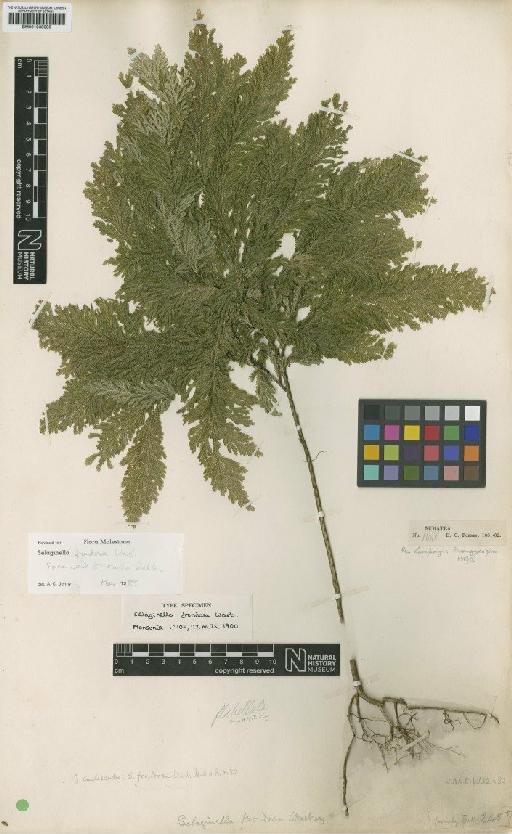 Selaginella frondosa Warb. - BM001038090