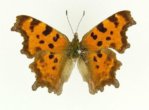 Polygonia tibetana Elwes - Polygonia tibetana (Elwes) type female