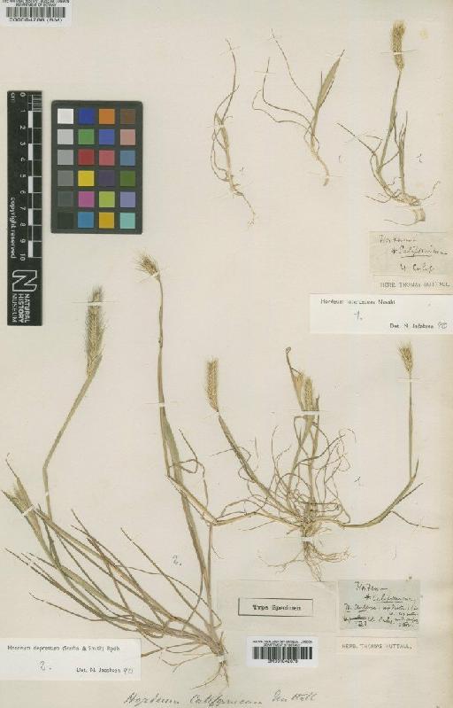 Hordeum depressum (Scribn. & J.G.Sm.) Rydb. - BM000084786 (2)