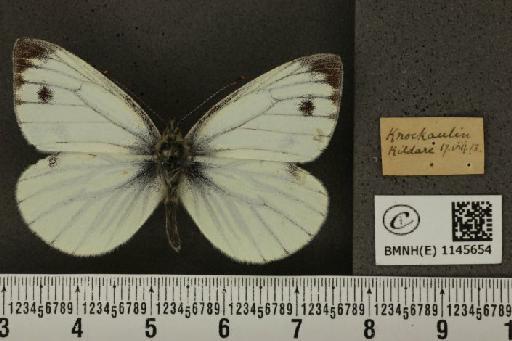 Pieris napi britannica Müller & Kautz, 1939 - BMNHE_1145654_100021